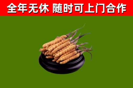迎江烟酒回收冬虫夏草.jpg